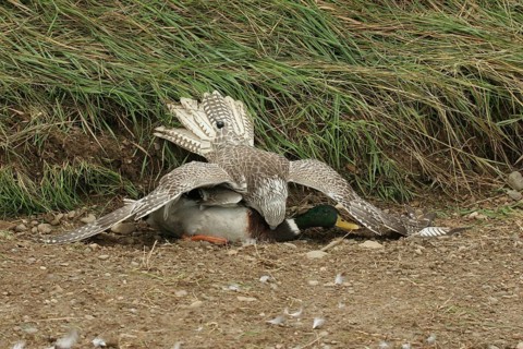 Gerfalcon Saker Falcon (Falco rusticolus, Falco cherrug) young hybrid mating bird with mallard