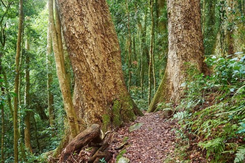 Landscape of a little walking path going through the rainforest in spring, Lamington National Park,
