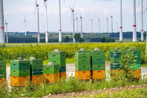 Wind farm north of Marsberg, many beehives at the foot of a wind turbine, Hochsauerlandkreis, North