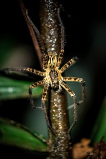Getazi comb spider or Getazi banana spider (Cupiennius tazi), adult male sitting on a branch at