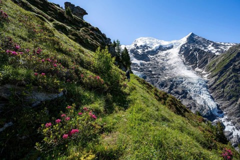 Mountaineer between alpine roses on a hiking trail, impressive mountain landscape with glacier,