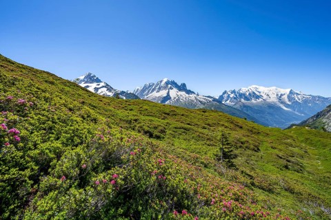Mountain panorama with glaciated mountain peaks, Aiguille Verte with Aiguille du Midi and Mont