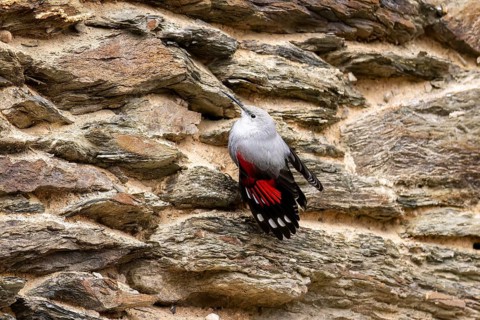 Wallcreeper (Tichodroma muraria) foraging on a wall, wildlife, Germany, Europe