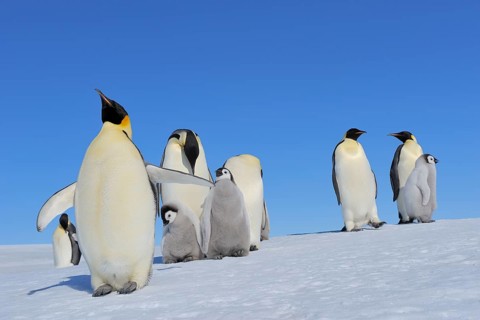 Emperor penguins, Aptenodytes forsteri, Adults and Chicks, Snow Hill Island, Antartic Peninsula,