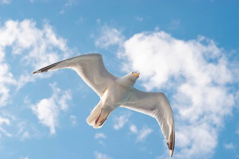 European herring gull (Larus argentatus), flying in front of summer sky with clouds, gull in flight