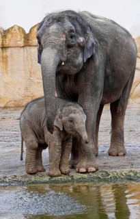 Asian elephant (Elephas maximus), juvenile and cow elephant, captive, distribution southern and
