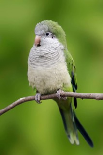 Monk parakeet (Myiopsitta monachus), captive, occurring in South America