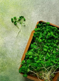Fresh micro-greenery, in a paper container, top view, no people