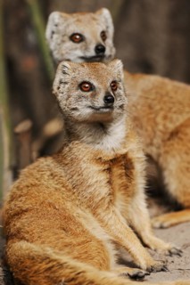 Yellow mongoose (Cynictis penicillata), captive, occurrence in Africa