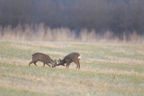 Roe deer (Capreolus capreolus) two adult male bucks rutting on grassland, Suffolk, England, United