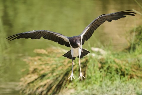 Abdim's Storks (Ciconia abdimii), flying, Spain, Europe