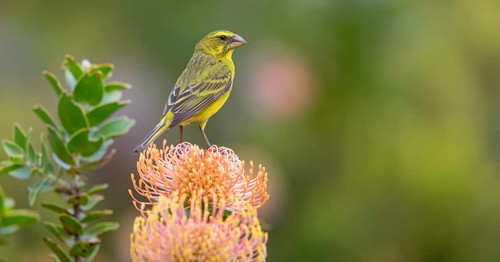 Brimstone canary (Crithagra sulphurata), Harold Porter National Botanical, Betty's Bay, Western