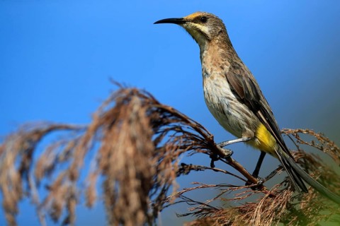 Cape Honeybird (Promerops cafer), adult, female, perch, Kirstenbosch Botanical Gardens, Cape Town,