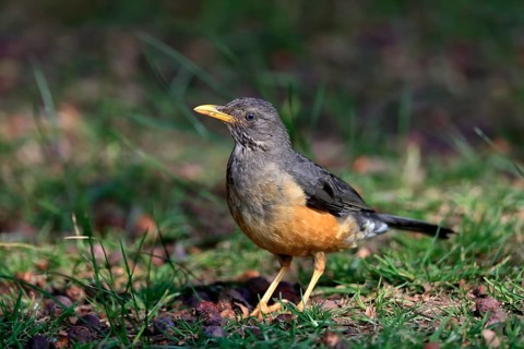 Olive thrush (Turdus olivaceus), adult, on the ground, alert, Kirstenbosch Botanical Gardens, Cape