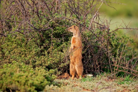 Yellow mongoose (Cynictis penicillata), adult, standing upright, alert, Mountain Zebra National