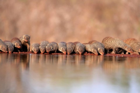 Zebra mongoose (Mungos mungo), adult, group, at the water, drinking, Kruger National Park, Kruger