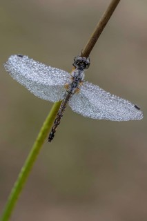 Black Darter (Sympetrum danae), Emsland, Lower Saxony, Germany, Europe