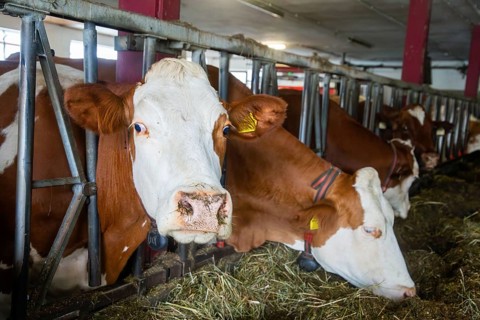 Dairy cows (Simmental Fleckvieh) in a dairy farmer's barn