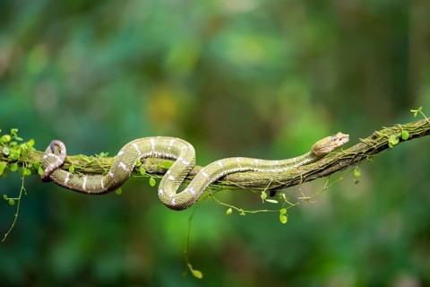 Griffin-tailed lance adder (Bothriechis schlegelii), green variety, sitting on a branch, Heredia
