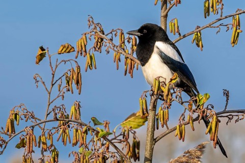 Eurasian magpie, common magpie (Pica pica) perched in common alder, European black alder (Alnus