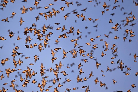 Approximately 1 million bramblings (Fringilla montifringilla), in flight over their roost at dusk,