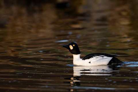 Common goldeneye (Bucephala clangula), Sweden, Europe