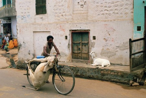 A scavenger is removing the carcass of a cow (Rajasthan, India), Scavengers belong to the lowest