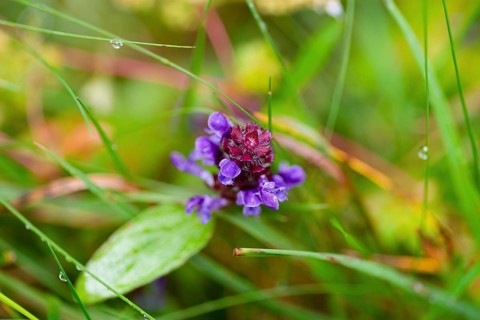 Common selfheal (Prunella vulgaris), flower, nature photograph, Tynset, Innlandet, Norway, Europe
