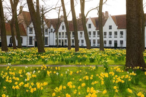 The Beguinage, Benelux, city, city trip, garden, flowers, yellow, religious, religion, West
