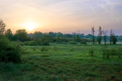 Peaceful landscape with trees and meadow in the fog at sunrise, Erlensee, Hanau, Hesse, Germany,