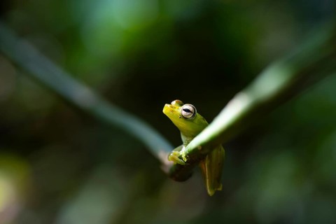 Glass frog (Centrolenidae) sitting on a stem, Heredia province, Costa Rica, Central America
