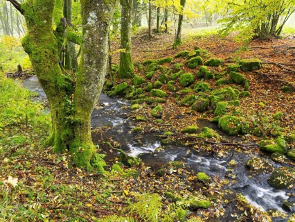 Hill Stream, the Schwartzbach, moss covered boulders and trees, and surrounding forest in autumn