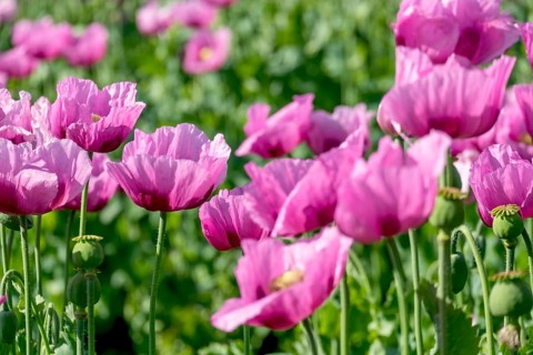 Opium poppy (Papaver somniferum), cultivation of edible poppy, poppy field, Donnersbergkreis,