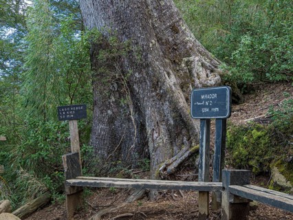 Park Huerquehue near Pucon, viewpoint No. 2 on hiking trail Los Lagos, signpost to Lago Verde, La