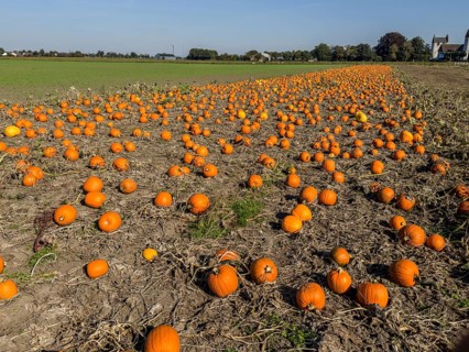 Pumpkin field with ripe pumpkins in Löderup, Ystad municipality, Skåne county, Sweden, Scandinavia,