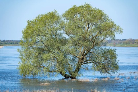 Willow (Salix) standing in the water, Elbe floodplain, floodplain landscape, UNESCO Biosphere