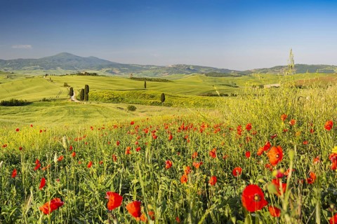 Landscape at sunrise around Pienza, Val d'Orcia, Orcia Valley, UNESCO World Heritage Site, Province