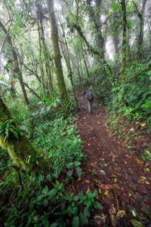 Hiker, tourist on a hiking trail in the rainforest, dense vegetation, Monteverde cloud forest,