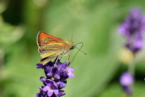 Large skipper (Ochlodes venatus), collecting nectar from a flower of Common lavender (Lavandula