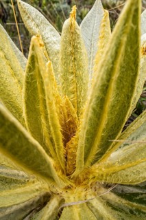 Espeletia Pycnophylla, Paramo de Gabriel Lopez, Totoro, Cauca, Colombia, South America