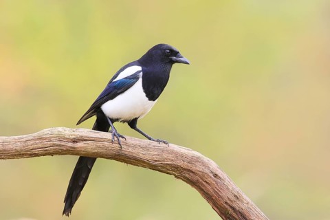 Magpie, (Pica pica) sitting on a branch with contrasting blue, black and white feathers, wildlife,