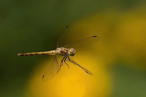 Close-up of a Black-tailed Skimmer (Orthetrum cancellatum), female, in flight against a blurred