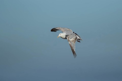 Herring gull (Larus argentatus) adult bird in flight, Suffolk, England, United Kingdom, Europe