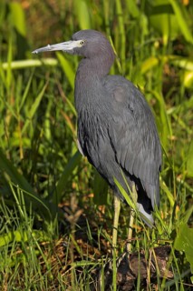 Great Blue Heron, (Egretta caerulea), Anhinga Trail, Everglades NP, Everglades NP, Florida, USA,