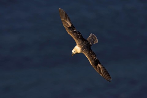 Fulmar, (Fulmarus glacialis), Heligoland, island of Heligoland, Schleswig-Holstein, Federal