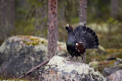 Scandinavia, Sweden, capercaillie in summer (Tetrao urugallus), Vesterberget, Hamra, Sweden, Europe