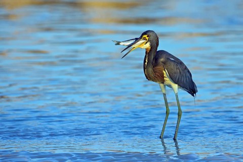 Tricolored heron (Egretta tricolor), foraging, Little Estero Lagoon, Sanibel Island, Florida, USA,