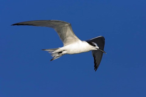 Sandwich tern (Sterna sandvicensis), Bowman's Beach, Sanibel Island, Florida, USA, North America