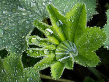 Lady's mantle (Alchemilla), plant leaves with water droplets, Hesse, Germany, Europe