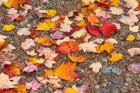Colourful autumn leaves in bright reds, yellows and oranges on a stony ground, autumn, New